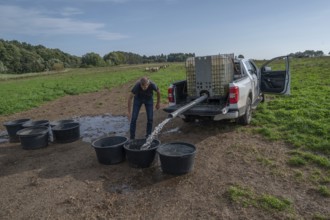 Young shepherd fills water tubs in the pasture for his sheep (Ovis gmelini aries), Othenstorf,