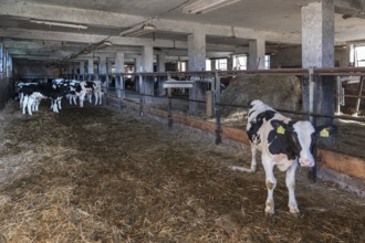 Old cowshed with free-ranging calves, agricultural cooperative, Mecklenburg-Western Pomerania,