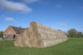 Stacked round straw bales of the agricultural cooperative in a meadow, in the back of the cowshed,