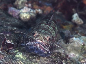 A reef lizardfish (Synodus variegatus) with sharp teeth, close-up on rocks. Spice Reef Dive Site,