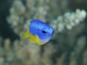 A small blue and yellow fish, Neon Demoiselle (Pomacentrus coelestis), swims in a coral landscape.