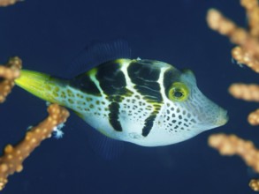 Small filefish, mimicry filefish (Paraluteres prionurus) with yellow-black stripes in blue water
