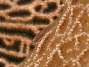 Small transparent-colored fish, Mozambican ghost gown (Pleurosicya mossambica), on a textured coral