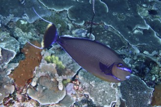 Elegant masked nose doctorfish (Naso vlamingii) swims across colorful coral scenery in the ocean.