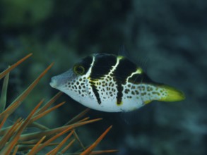 Small filefish, mimicry filefish (Paraluteres prionurus) with black-yellow stripes swims next to