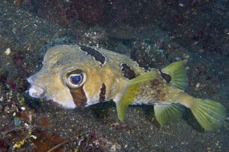 A masked hedgehog fish (Diodon liturosus) swims across sandy seabed. USAT Liberty Dive Site,