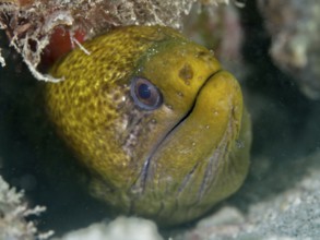 A moray eel, marble moray (Gymnothorax undulatus) looks out from under a rocky outcrop with an
