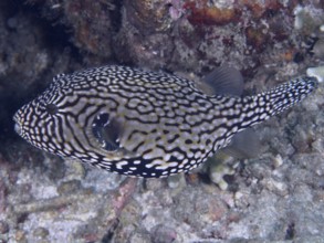 Map pufferfish (Arothron mappa) with complex black and white pattern in an underwater environment.