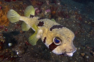 Masked hedgehog fish (Diodon liturosus) with intensive eyes and distinctive scale structure in the