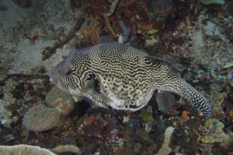 A large patterned pufferfish, map pufferfish (Arothron mapa) in black and white, swims above the