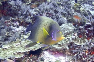 An exotic fish with shades of blue and yellow, Quran angelfish (Pomacanthus semicirculatus), swims