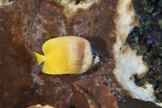 A yellow-blue small butterflyfish (Chaetodon kleinii) swims in front of a brown sea sponge.