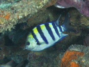 A striped Indo-Pacific sergeant (Abudefduf vaigiensis) with blue and yellow colors swims near