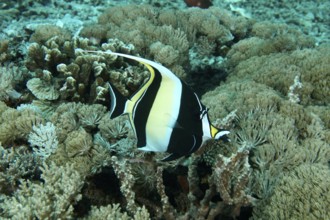 A black-yellow-white halter fish (Zanclus cornutus) swims between corals in the sea. SD Dive Site,
