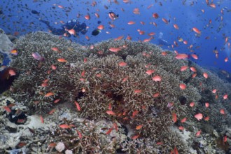 A colorful flock of jewels of sea bass (Pseudanthias squamipinnis) moves across a coral reef in