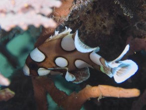 A spotted brown-white fish, Harlequin sweet lip (Plectorhinchus chaetodonoides) juvenile, swims