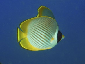 A yellow-black panda butterflyfish (Chaetodon adiergastos) swims in a clear blue ocean. Pidada Dive
