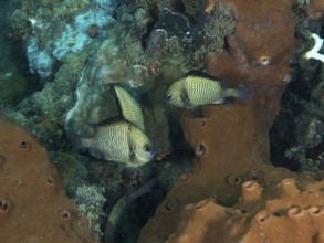 Web Prussian fish (Dascyllus reticulatus) in front of brown sea sponge. Spice Reef Dive Site,
