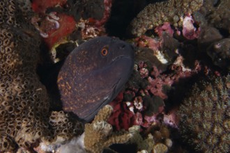 A moray eel, sooty head moray (Gymnothorax flavimarginatus), hides among corals in the reef.