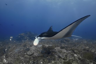 Elegant manta ray, reef manta (Mobula alfredi), swims across a coral floor in the ocean. Manta