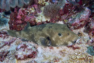 A blowfish, giant pufferfish (Arothron stellatus), lies well camouflaged on the sandy seabed.