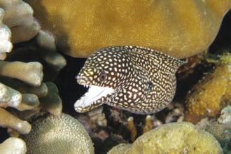 A spotted moray eel, pearl moray, white-mouthed moray (Gymnothorax meleagris), between colorful