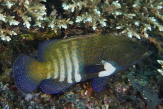 Blue peacock grouper (Cephalopholis argus) with spots in a coral landscape. Gamat Bay Dive Site,