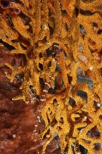 Pacific trumpetfish (Aulostomus chinensis) hides in coral structure. SD Dive Site, Nusa Ceningan,