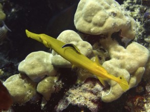 Elongated yellow Pacific trumpetfish (Aulostomus chinensis) swims elegantly over corals. Close