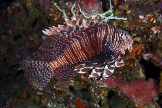 Pacific lionfish (Pterois volitans) with eye-catching striped patterns swims past corals. Toyapakeh