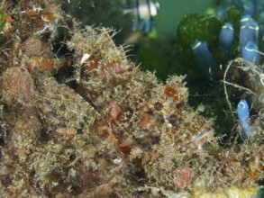 Well-camouflaged Papua dragon head (Scorpaenopsis papuensis) in dense underwater vegetation. Secret