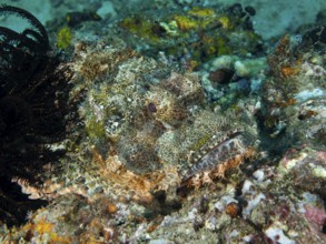 Well-disguised Papua dragon head (Scorpaenopsis papuensis) hiding in a coral reef. Twin Reef Dive