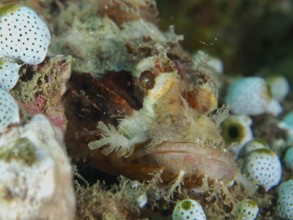 Papua dragon head (Scorpaenopsis papuensis) between corals and sea sharks. Spice Reef Dive Site,