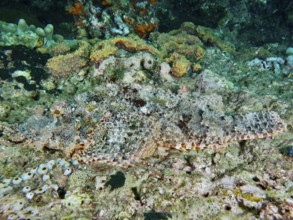 Perfectly camouflaged Papua dragon head (Scorpaenopsis papuensis) lies motionless on a coral reef.