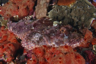 A Papuan dragon head (Scorpaenopsis papuensis) rests on red sea sponges, perfectly camouflaged in