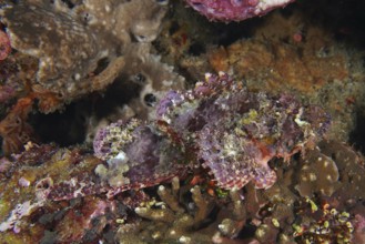 A well-disguised Papua dragon head (Scorpaenopsis papuensis) is hidden between corals. Toyapakeh