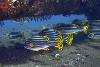 A group of Oriental sweet lips (Plectorhinchus vittatus) is seeking shelter under a wreck. USAT