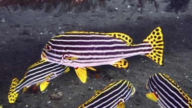 Group of striped fish, Oriental sweet lip (Plectorhinchus vittatus), swimming across the seabed.