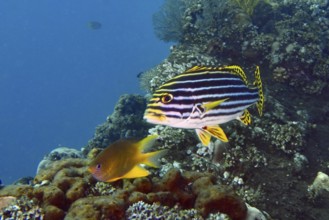 Oriental sweet lip (Plectorhinchus vittatus) with striped pattern floats in a coral reef. USAT