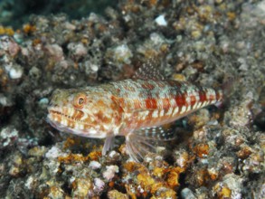 Camouflaged marbled lizardfish (Synodus rubromarmoratus) with red-orange scale pattern rests on