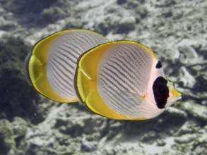 Two symmetrical fish with yellow edges, panda butterflyfish (Chaetodon adiergastos), swim side by