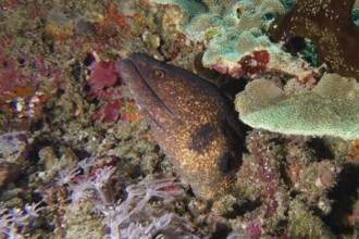 Moray, sooty head moray (Gymnothorax flavimarginatus), hides camouflaged between corals and algae.