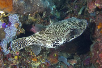 A black-and-white patterned pufferfish, map pufferfish (Arothron mapa), swims near colorful corals.