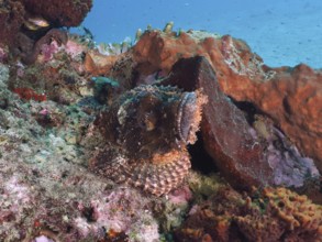 Papua dragon head (Scorpaenopsis papuensis), masterfully camouflaged, rests between colorful coral