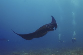 A black manta ray, reef manta (Mobula alfredi), glides majestically through the blue water of the