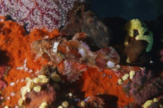 Colourful Papua dragon head (Scorpaenopsis papuensis) in a lively underwater landscape with bright