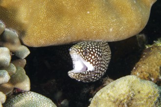 Lurking pearl moray, white-mouthed moray (Gymnothorax meleagris) appears partly between corals.