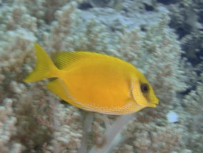 A bright yellow Indian coral rabbitfish (Siganus corallinus) swims near pale corals. Close
