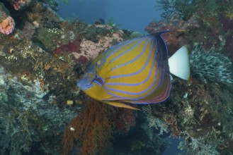 A colorful ring angelfish (Pomacanthus annularis) swims among lively corals in the sea. USAT