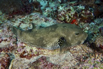 Well-camouflaged pufferfish, giant pufferfish (Arothron stellatus), rests on the seabed near corals